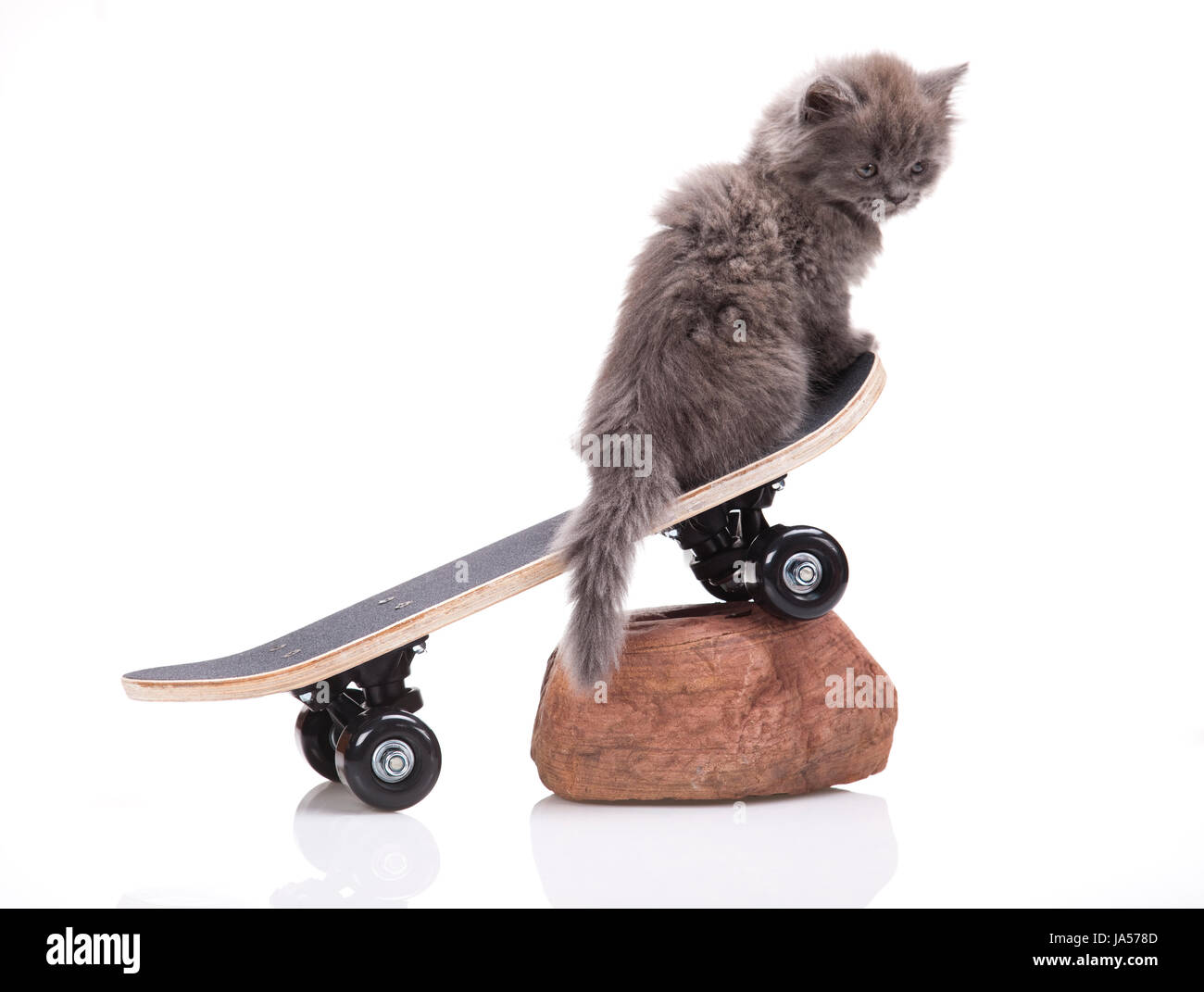 Tier, Haustier, Skate, lustig, Katze, Kätzchen, Skateboard, Pussycat, Baby,  Katze Stockfotografie - Alamy