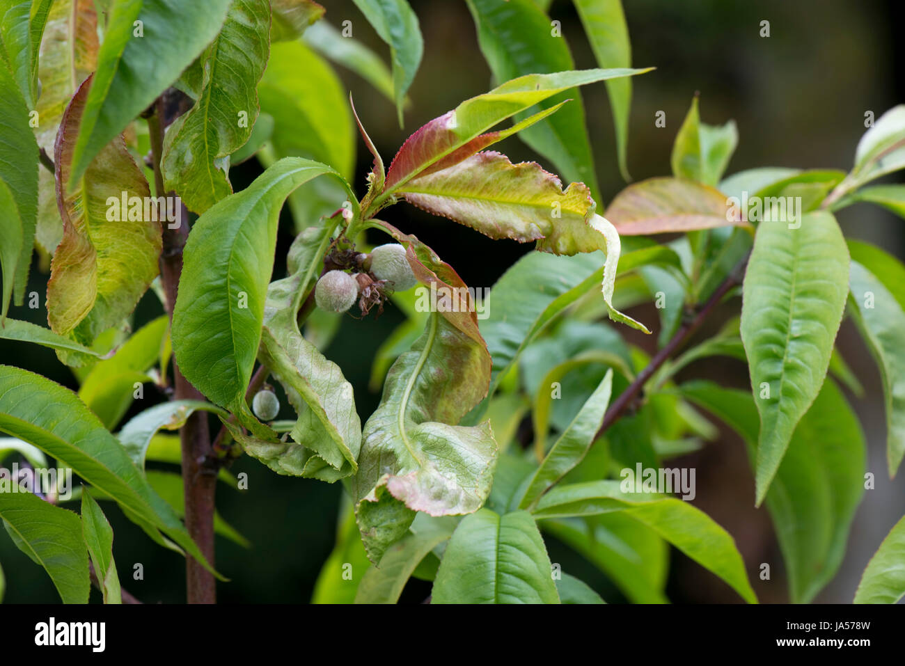 Pfirsich leaf curl, Taphrina defrmans, eine Pilzkrankheit verformen und Blasenbildung die Blätter auf einem jungen Nektarine Baum in einem Garten, Obstgarten, Mai Stockfoto