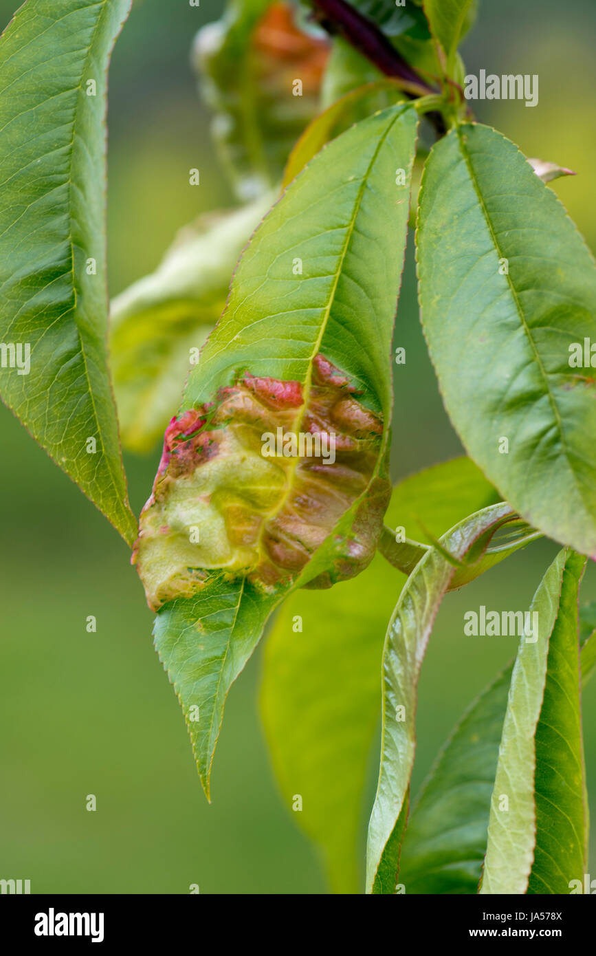 Pfirsich leaf curl, Taphrina defrmans, eine Pilzkrankheit verformen und Blasenbildung die Blätter auf einem jungen Nektarine Baum in einem Garten, Obstgarten, Mai Stockfoto