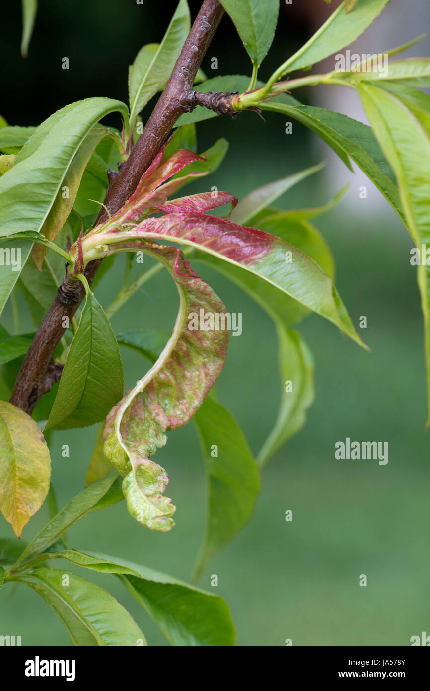 Pfirsich leaf curl, Taphrina defrmans, eine Pilzkrankheit verformen und Blasenbildung die Blätter auf einem jungen Nektarine Baum in einem Garten, Obstgarten, Mai Stockfoto