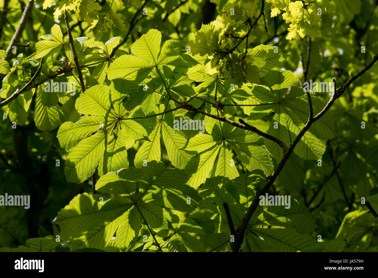 Frühling Sonne scheint durch die jungen Blätter der Rosskastanie oder Conker, Aesculus Hippocastaneum, Baum, Berkshire, Mai Stockfoto