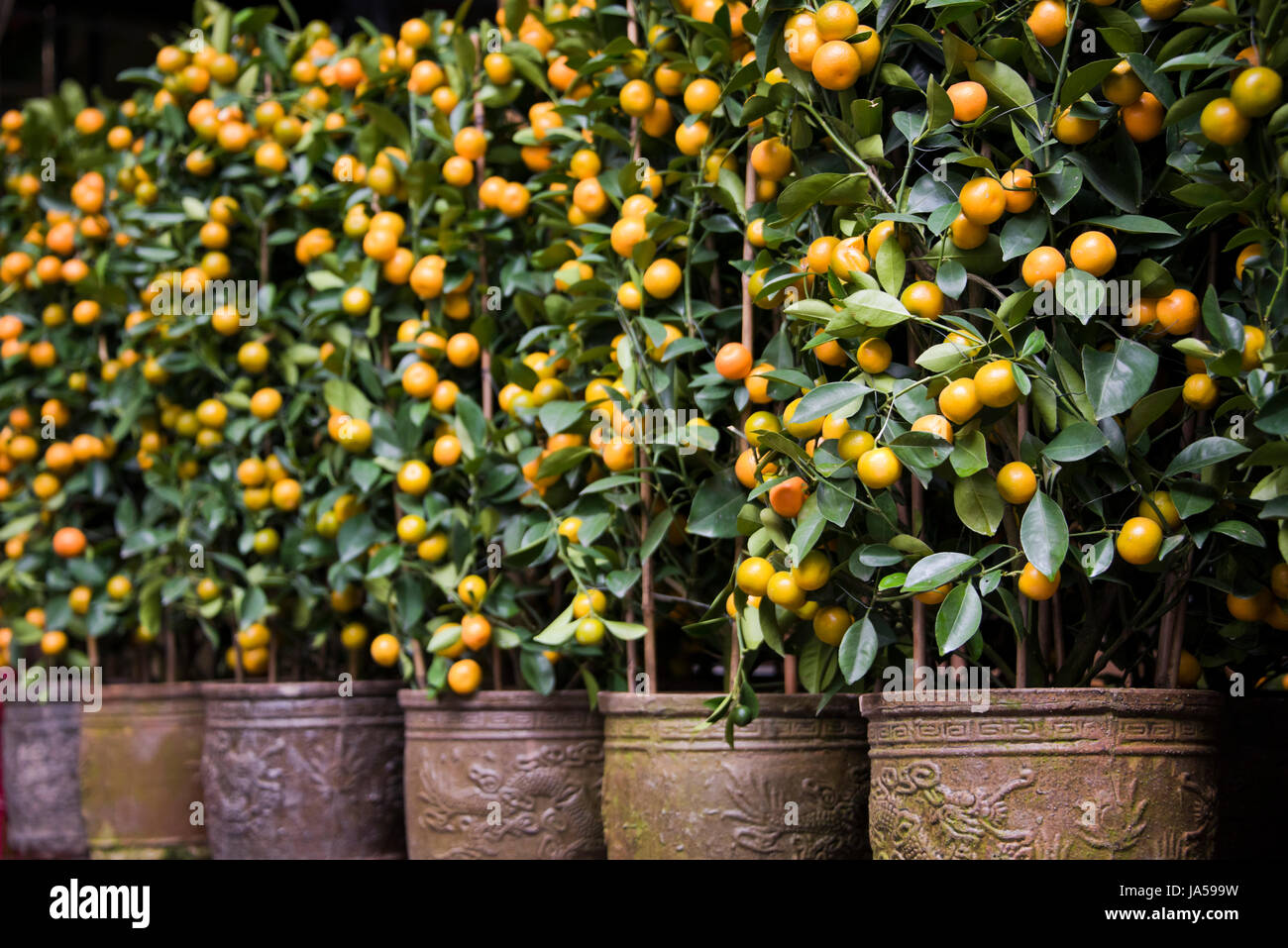 Horizontale Nahaufnahme von kleinen Mandarin Orange Bäume auf dem Display für Chinese New Year in Hong Kong, China. Stockfoto