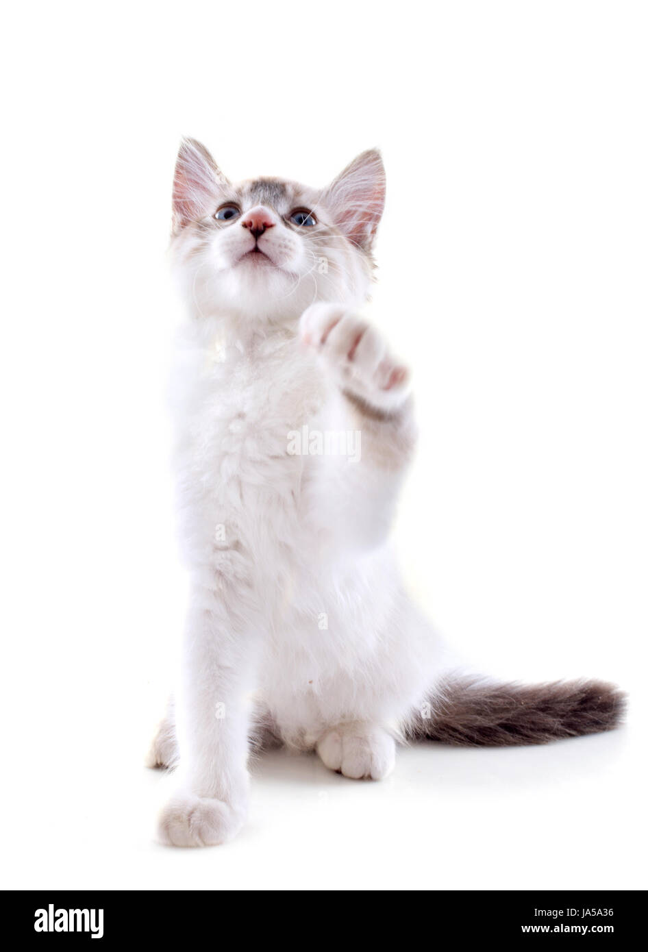 Baby Katze, Kätzchen, Pussycat, Katze, Hauskatze, blau, Bewegung, Verschiebung, Stockfoto