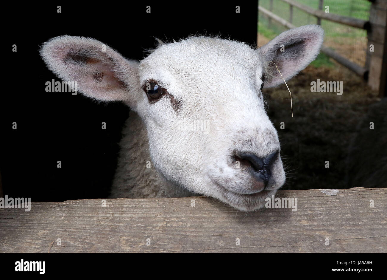 4. Juni 2017 - Kollegen ein Schaf sein Kopf durch eine Scheune-Fenster Stockfoto