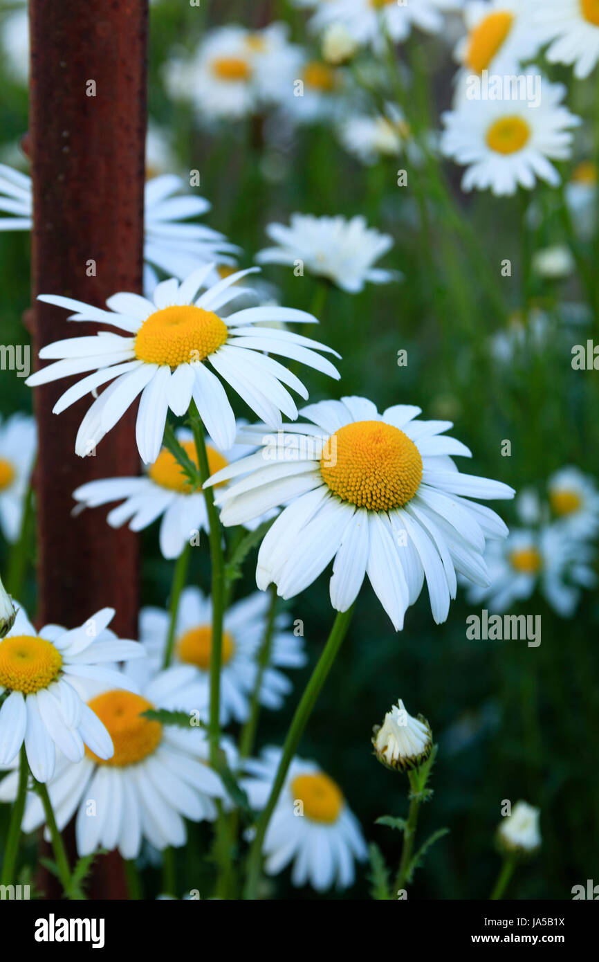 Shasta Daisy Stockfoto