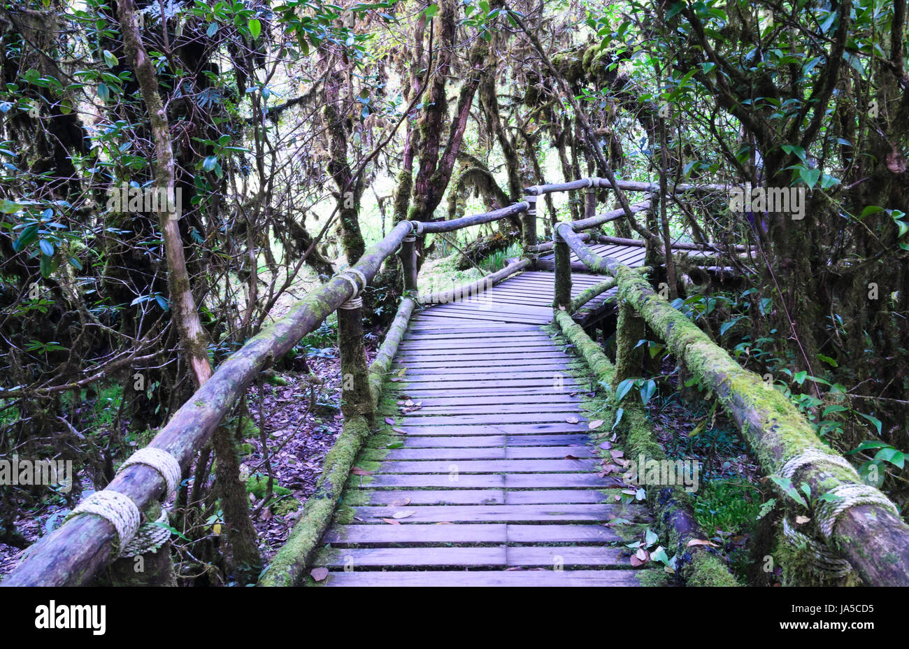 Baum, Bäume, Park, Holz, Brücke, tropisch, Trail, Schönheit, Treppen, Blatt, Stockfoto