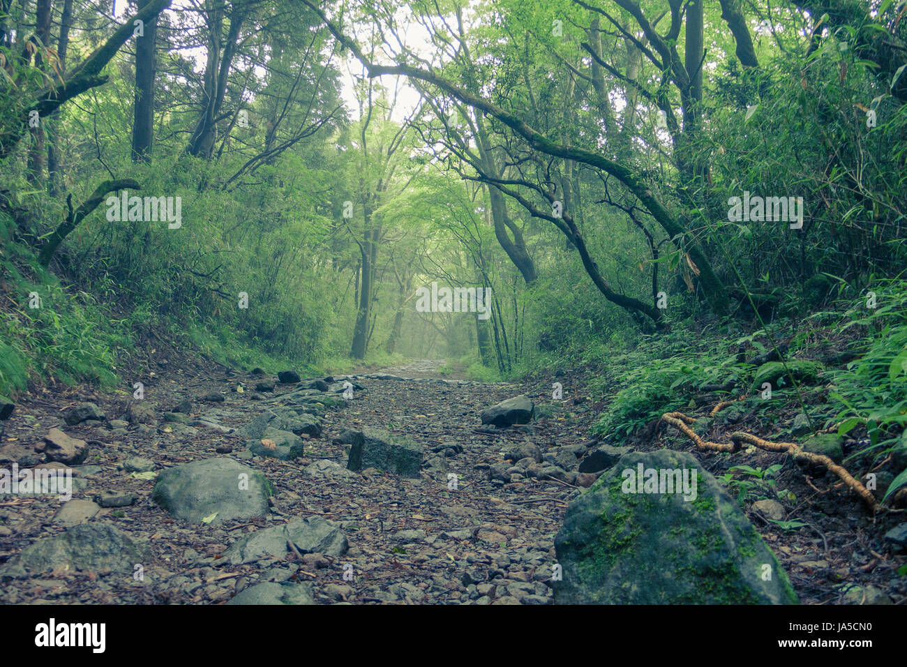 Wandern Sie, gehen Sie, Wandern, Wanderung, Geschichte, Japanisch, Japan, Kopfsteinpflaster, Trail, alte, Stockfoto