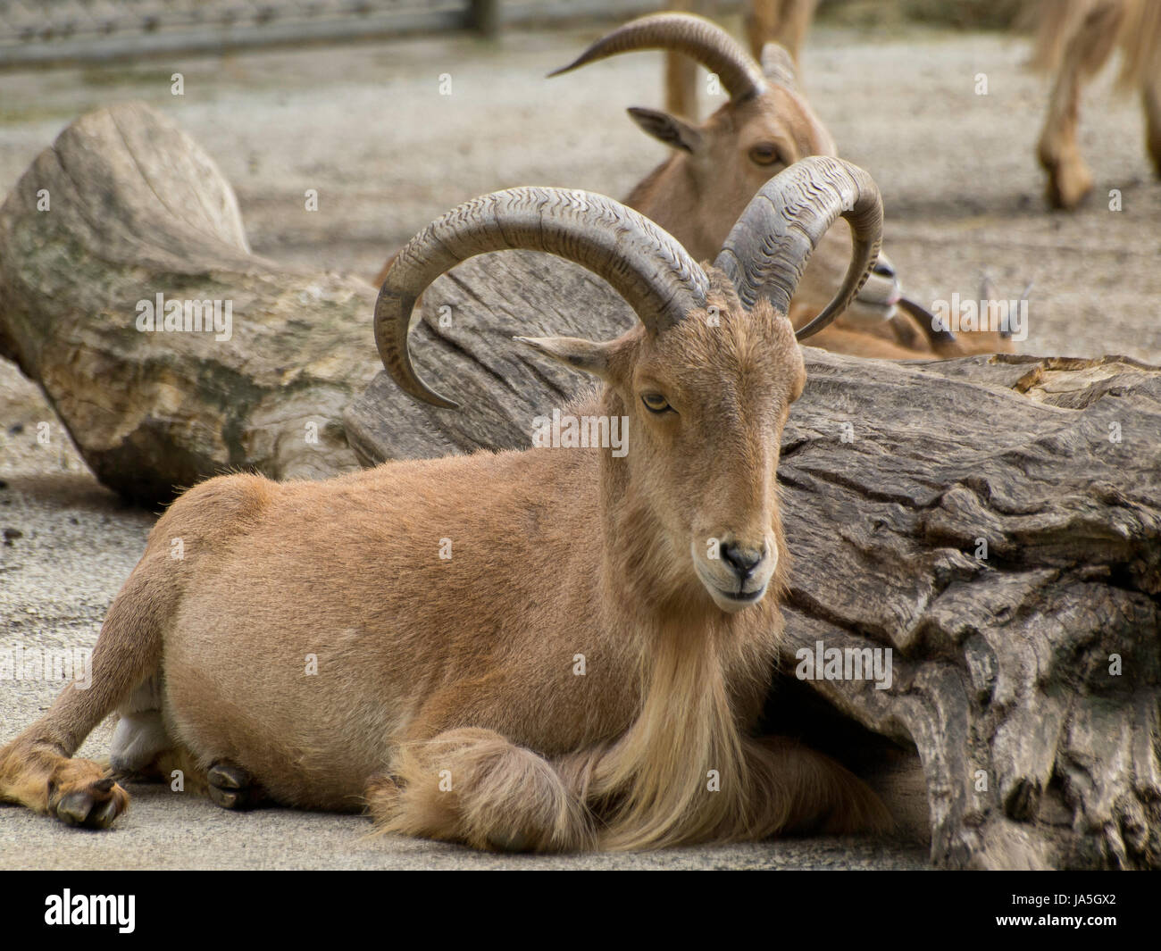 Tier, Horn, Widder, Steinbock, Tier, Tiere, Horn, Ram, Kornette ...