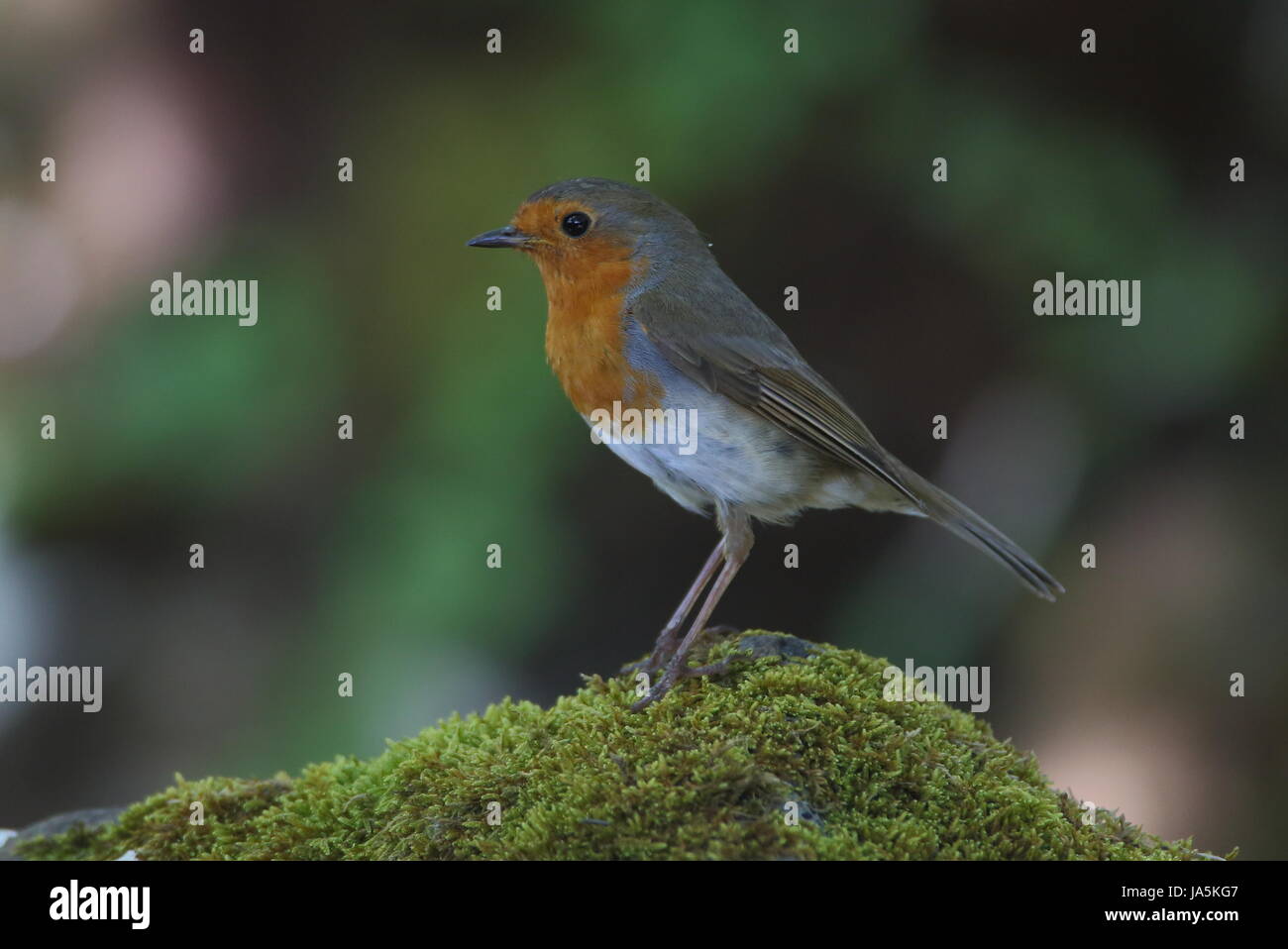 Erwachsenen Robin Stockfoto