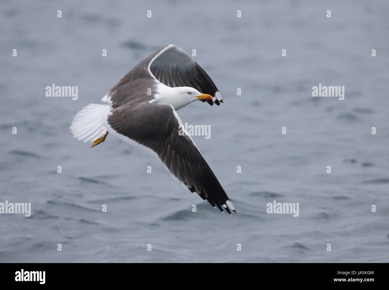 Erwachsenen weniger Black-backed Gull Stockfoto