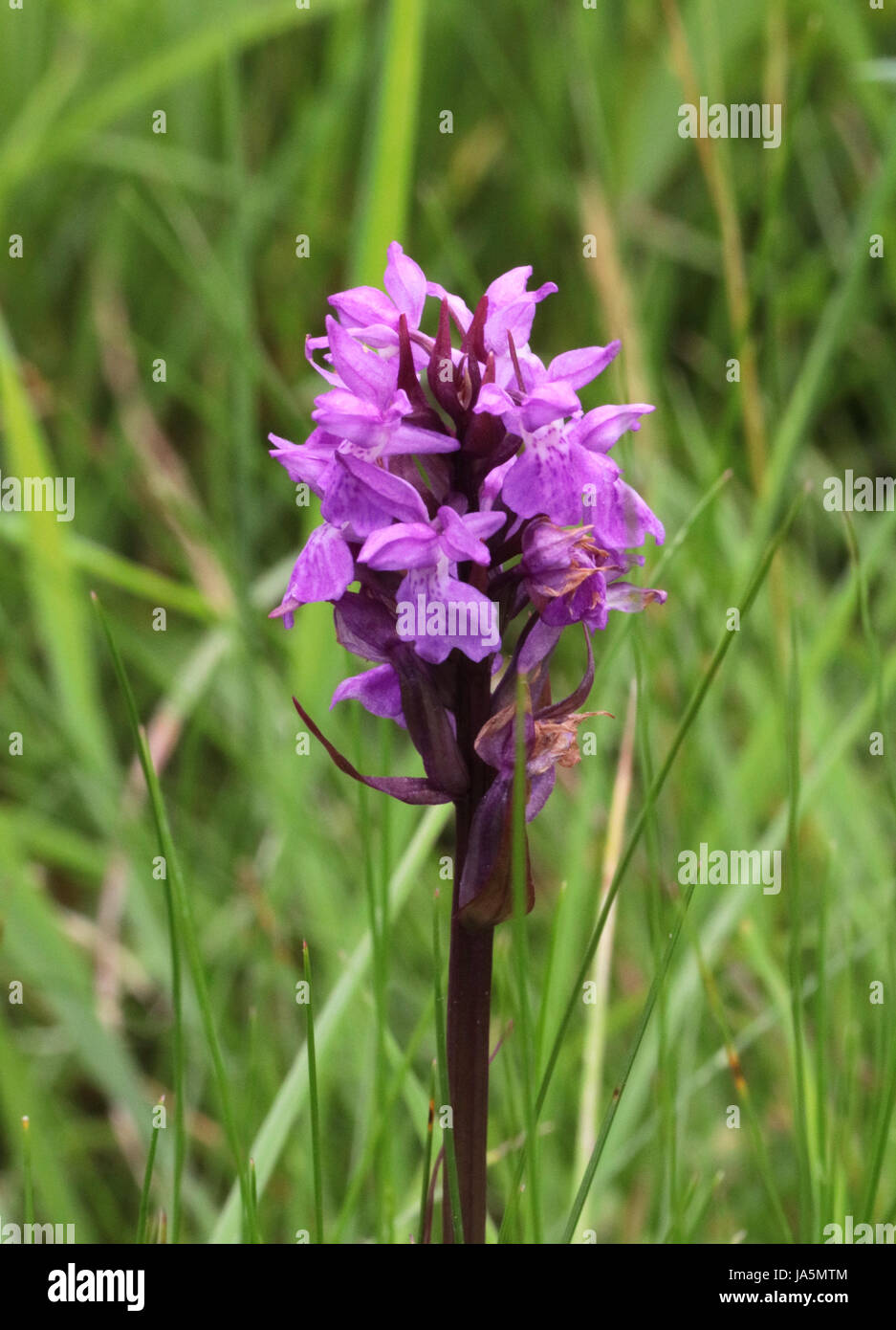 Südlichen Marsh Orchid Variante Stockfoto