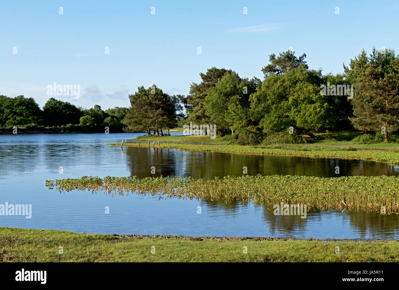 Hatchet Teich, in der Nähe von Brockenhurst, New Forest, Hampshire, England Großbritannien Stockfoto