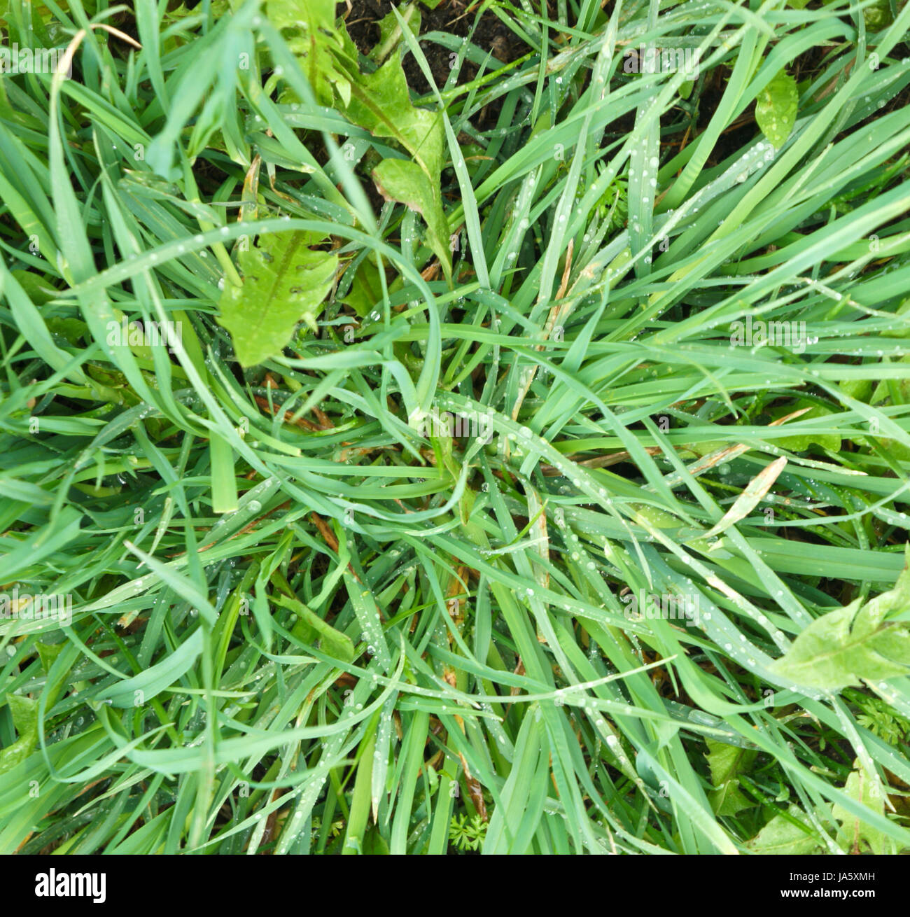 Grass nach Regen, Textur, Hintergrund Stockfoto