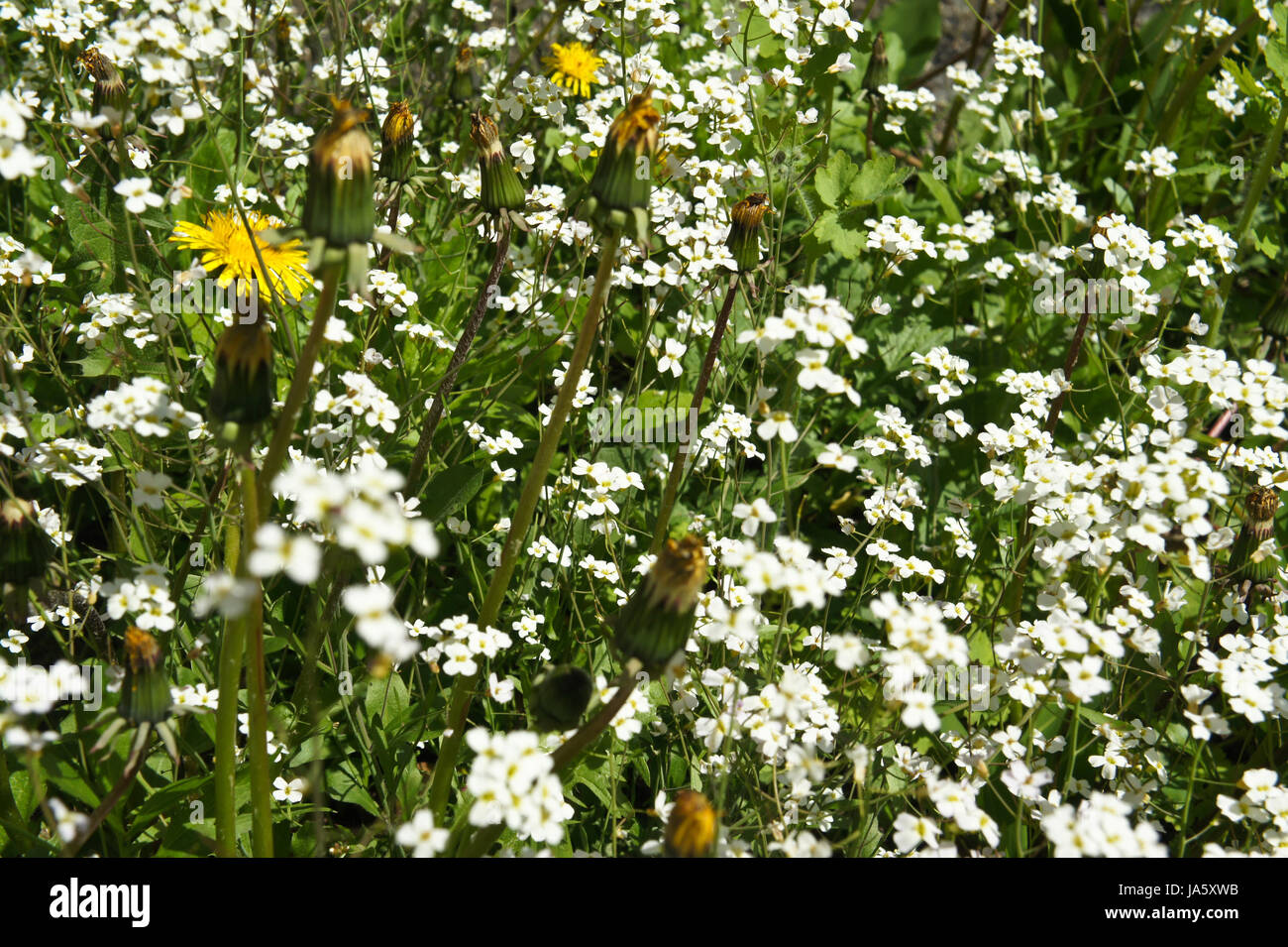 Alpenblumen gelb Fotos und Bildmaterial in hoher Auflösung Alamy