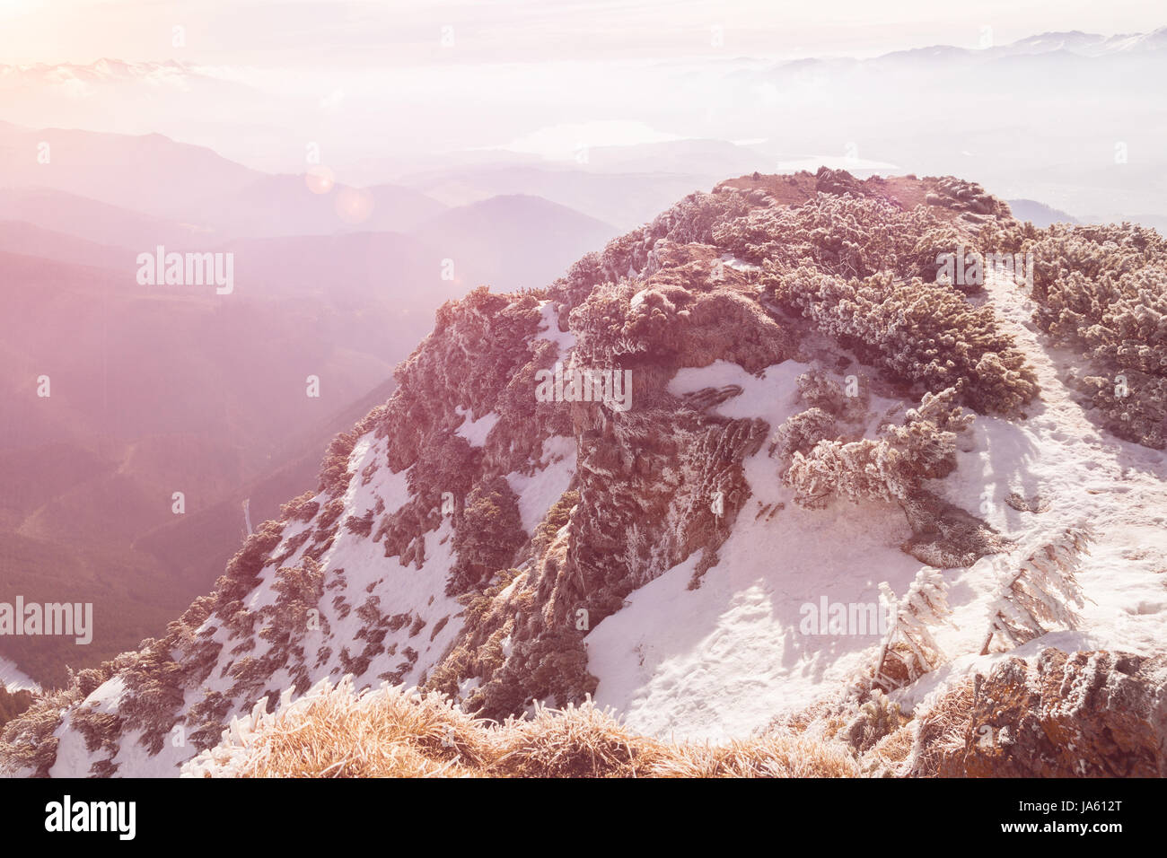 Büsche auf Berggipfel schneebedeckt, Winterszene Stockfoto