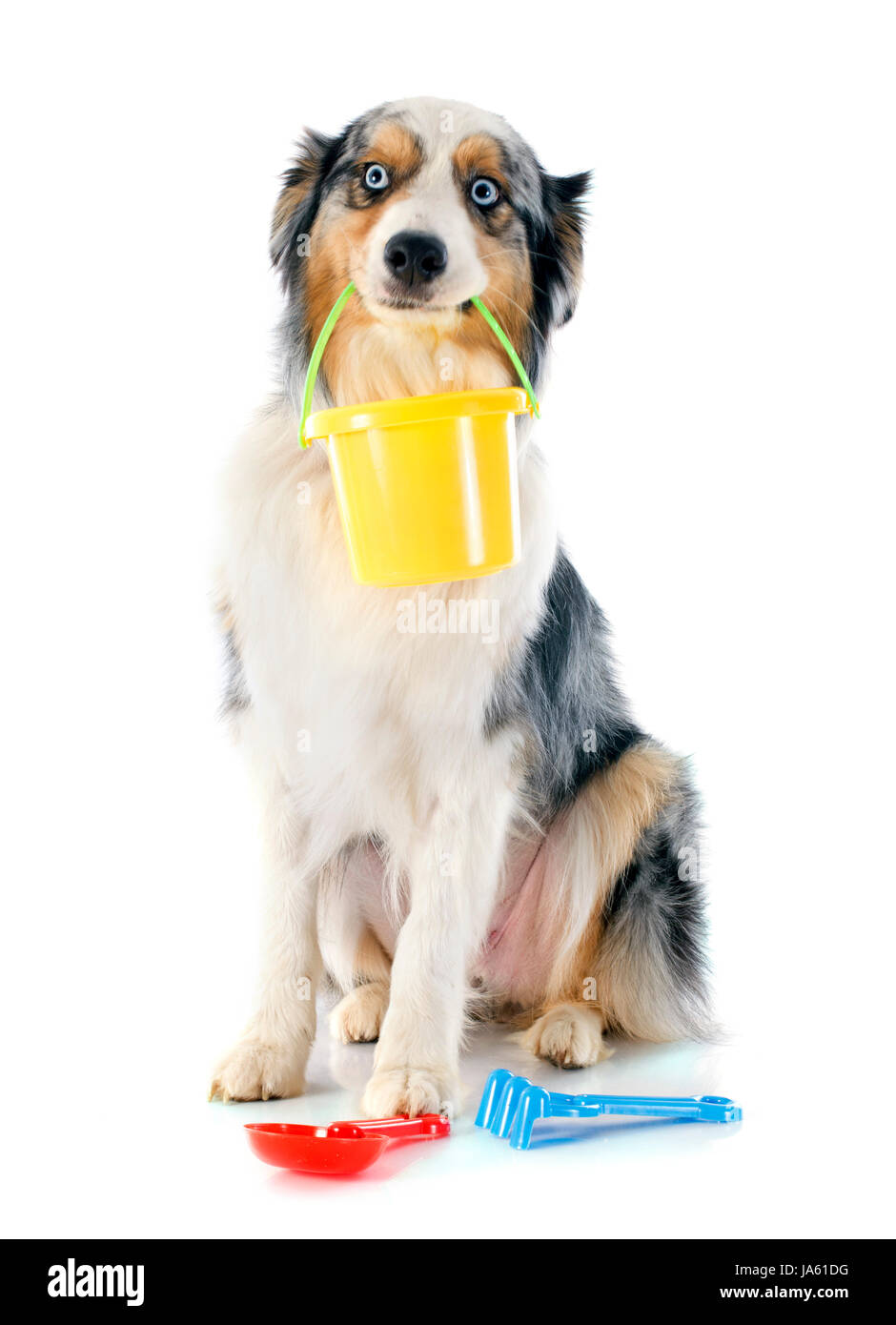 Hund, blau, Augen, Studio, Welpen, eins, Hundeartige, erfreut, ehrgeizig, Stockfoto