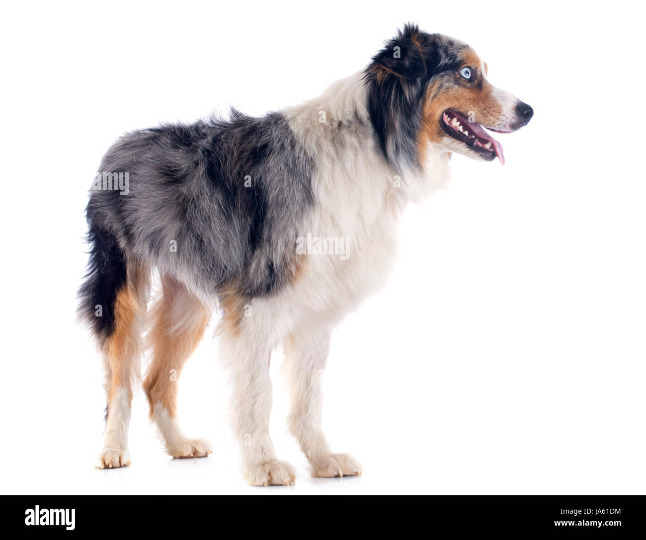 Hund, blau, Augen, Studio, Welpen, eins, Hundeartige, erfreut, ehrgeizig, Stockfoto