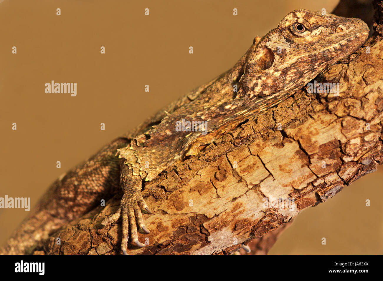 Kragenechse Chlamydosaurus kingii Stockfoto