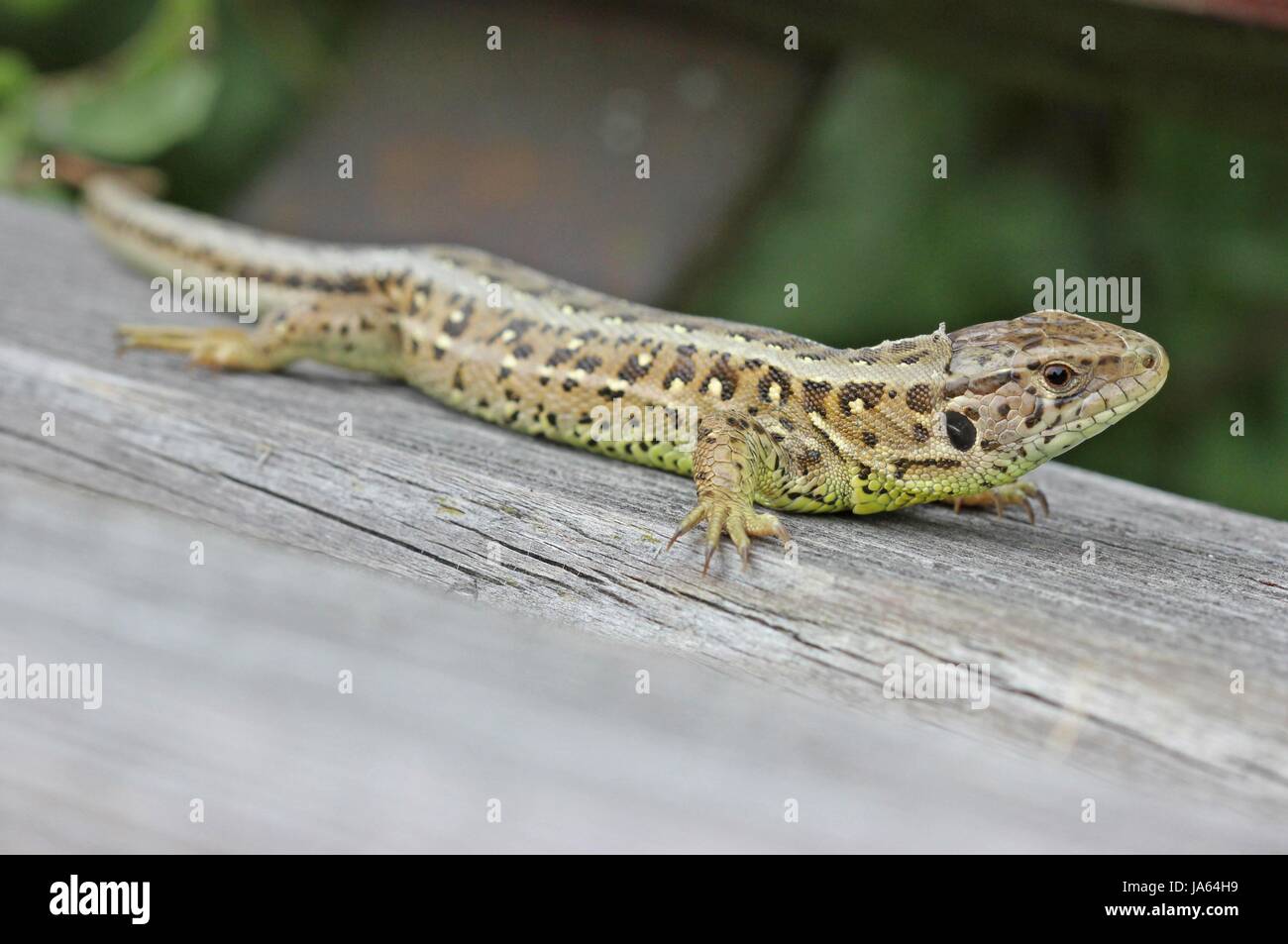 weibliche Zauneidechse (Lacerta Agilis) sonnt sich auf ruhebank Stockfoto