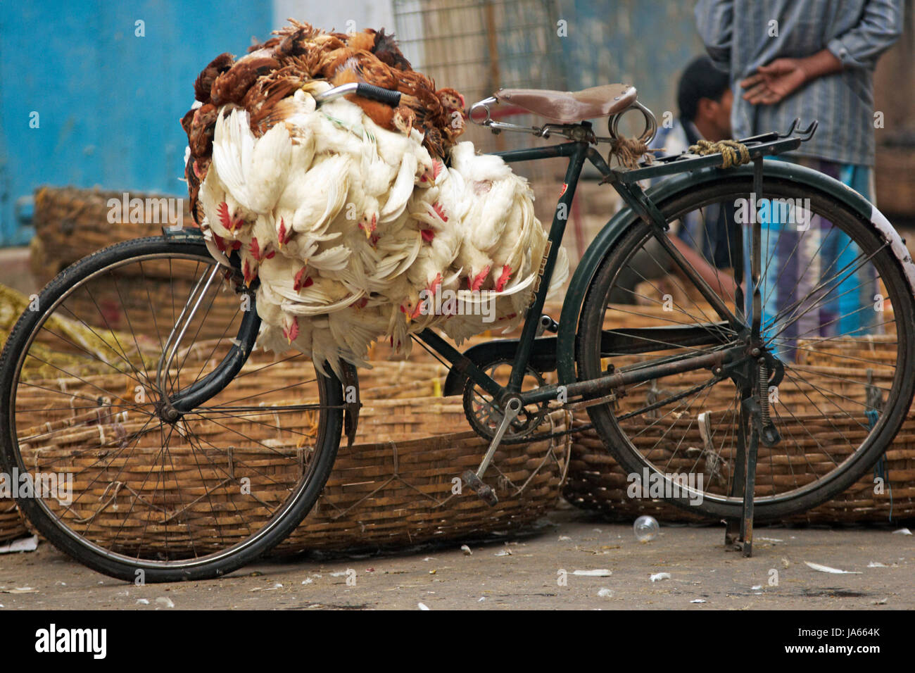 Fahrrad geladen mit Hühnern auf einem Markt in Kolkata, Westbengalen, Indien. Stockfoto