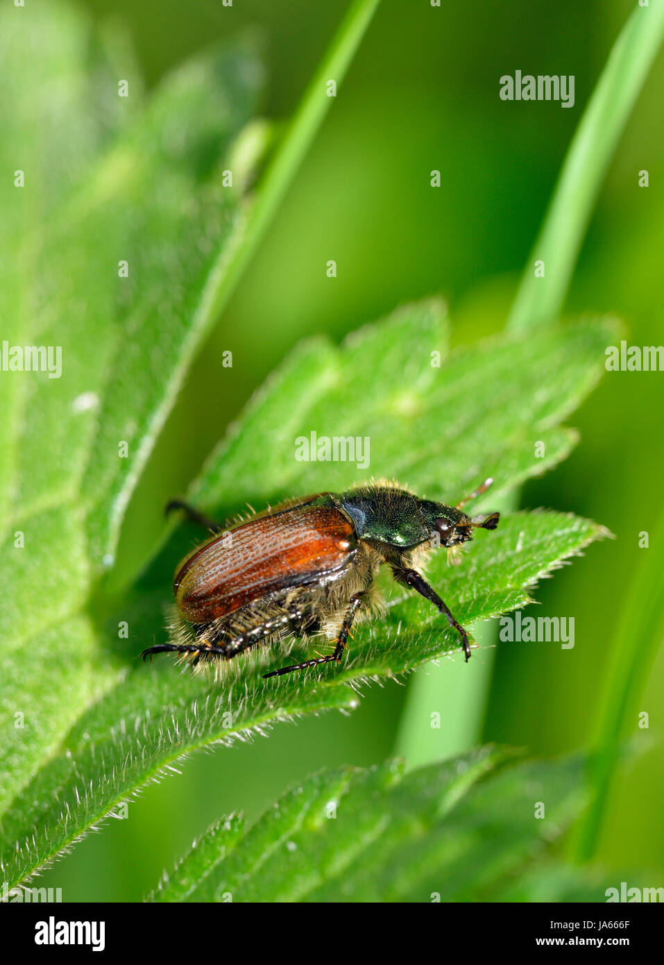 Garten Chafer Käfer - Phyllopertha Horticola auf Blatt Stockfoto