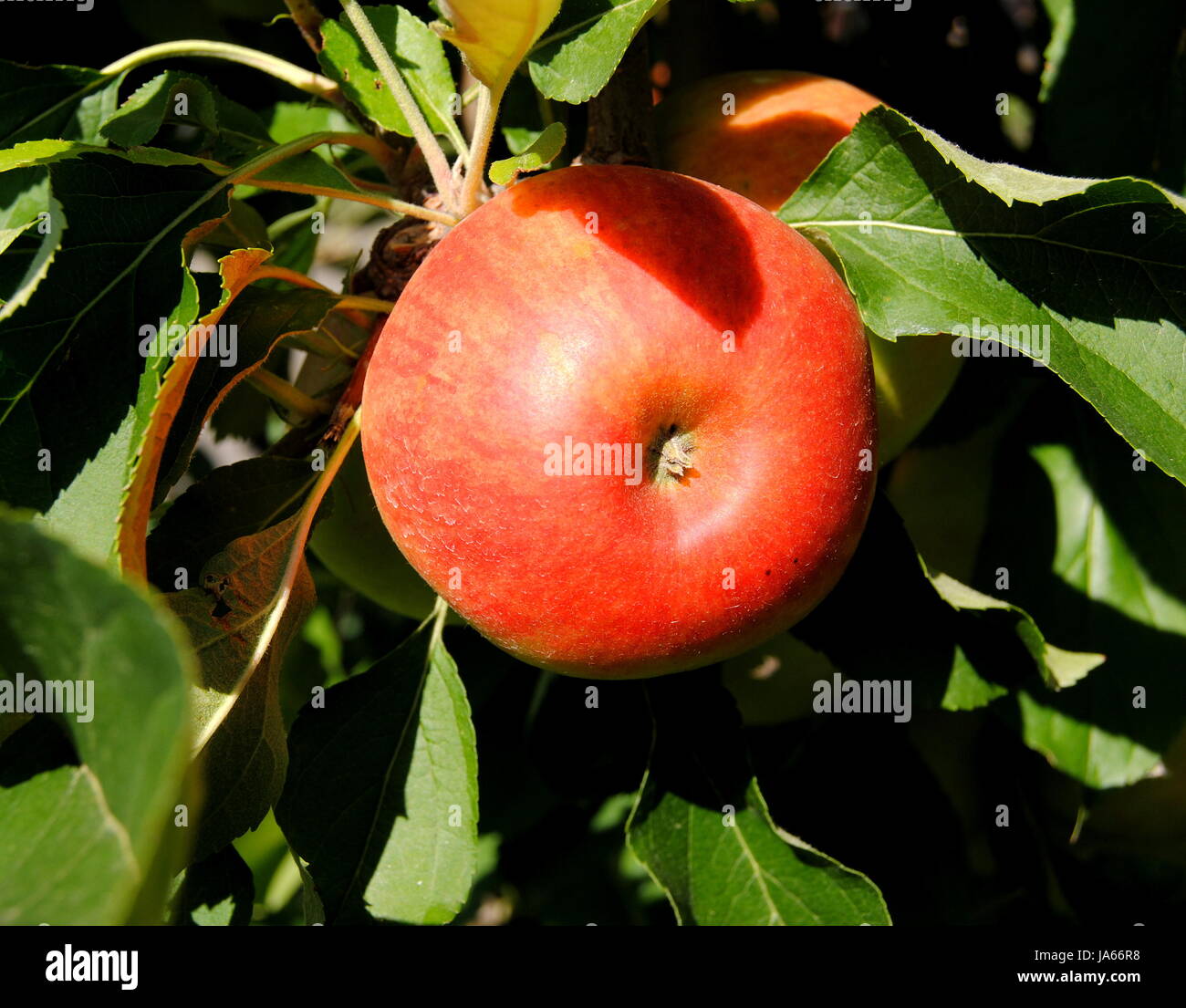 Apfel Stockfoto