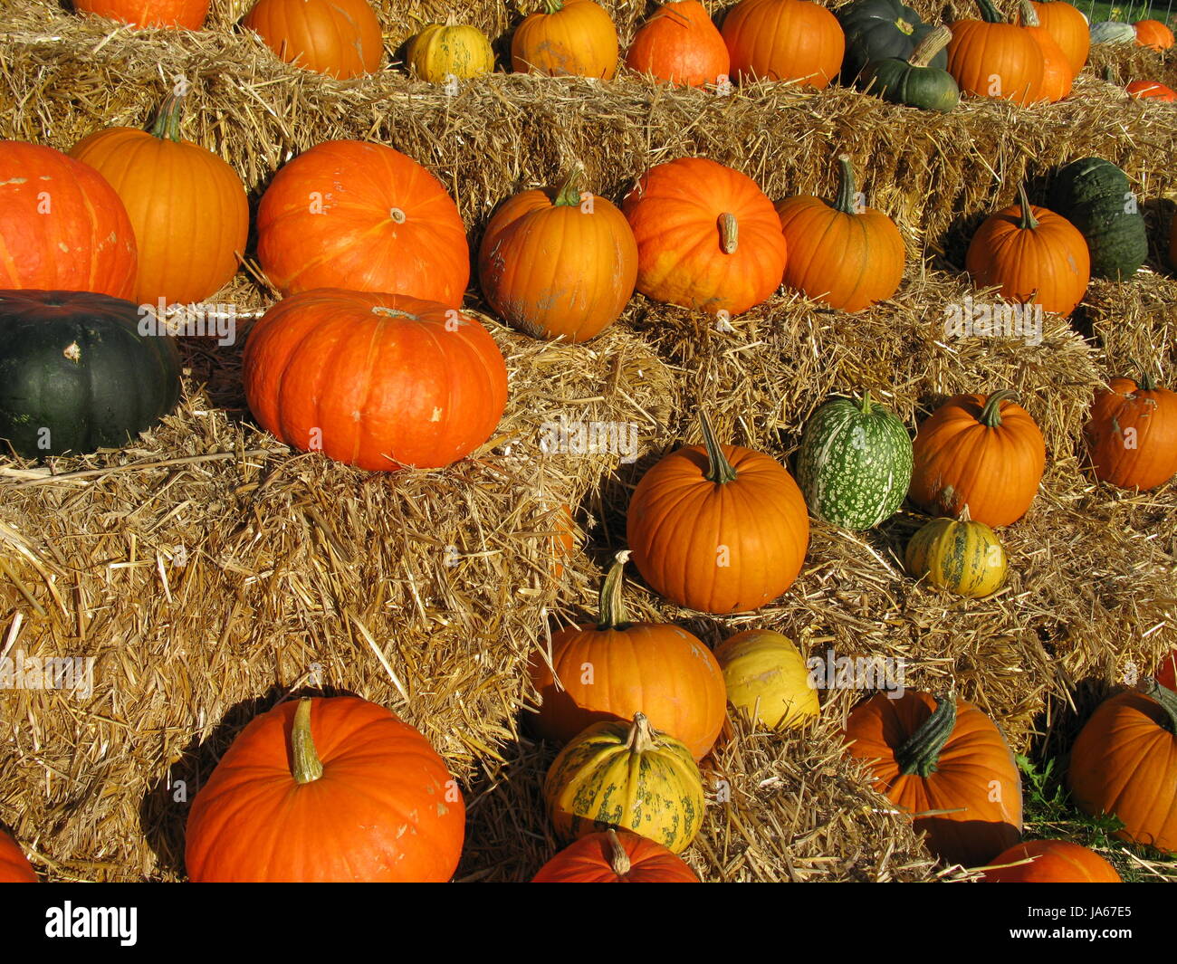 Orange, Lebensmittel, Nahrungsmittel, Landwirtschaft, Landwirtschaft, handgefertigtem, Früchte, herbstlich, Stockfoto