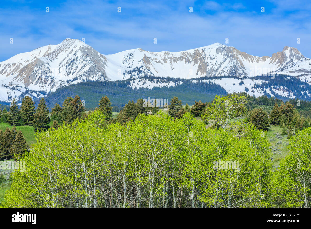 aspen und Ausläufer unter schneebedeckten Gipfeln der bridger Range in der Nähe von bozeman, montana Stockfoto