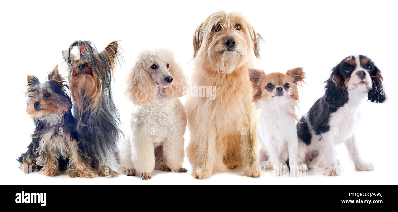 Hund, Hunde, Pudel, Gruppe, weiß, Freundschaft, Weiblich, Säugetier, braun, bräunlich, Stockfoto