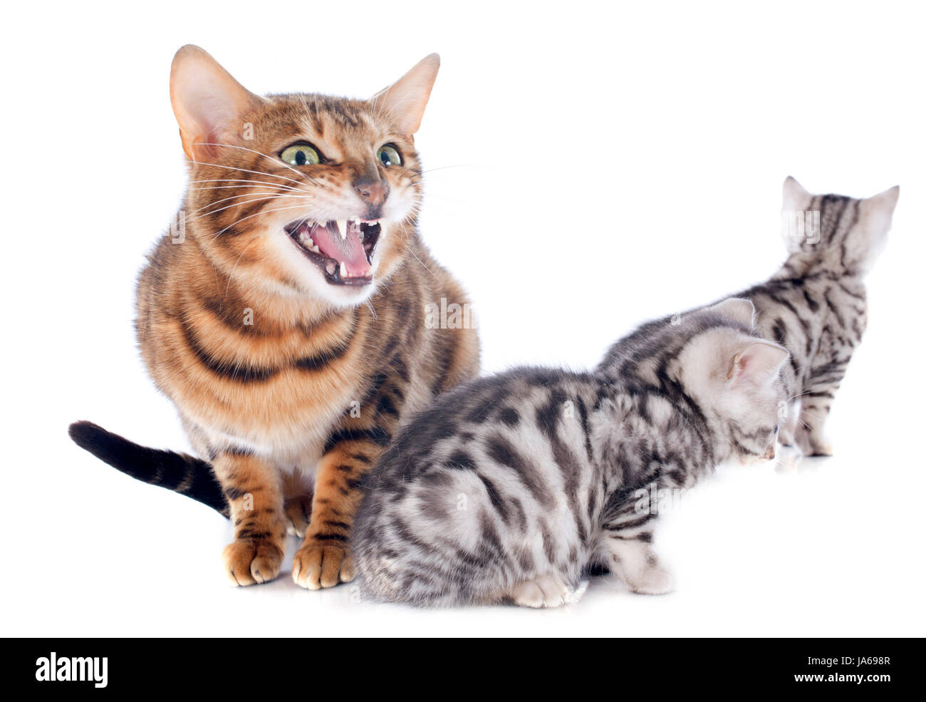 Erwachsenen, drei, Baby Katze, Kätzchen, raving, wütend, wütend, irately, Erwachsene, Stockfoto