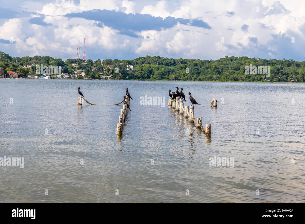 Neotropis Kormorane in einem Pier - Flores, Petén, Guatemala Stockfoto