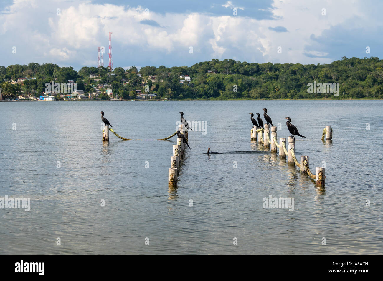Neotropis Kormorane in einem Pier - Flores, Petén, Guatemala Stockfoto