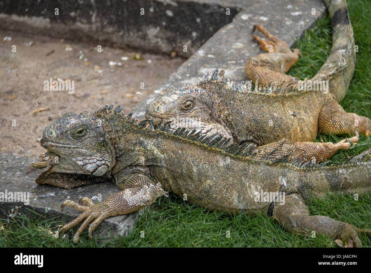 Leguane im Seminario Park (Leguane Park) - Guayaquil, Ecuador Stockfoto