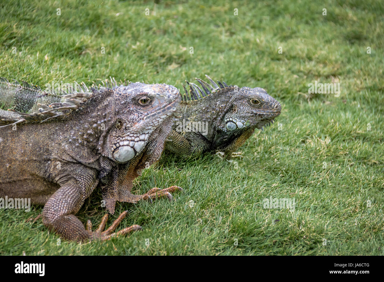 Leguane im Seminario Park (Leguane Park) - Guayaquil, Ecuador Stockfoto