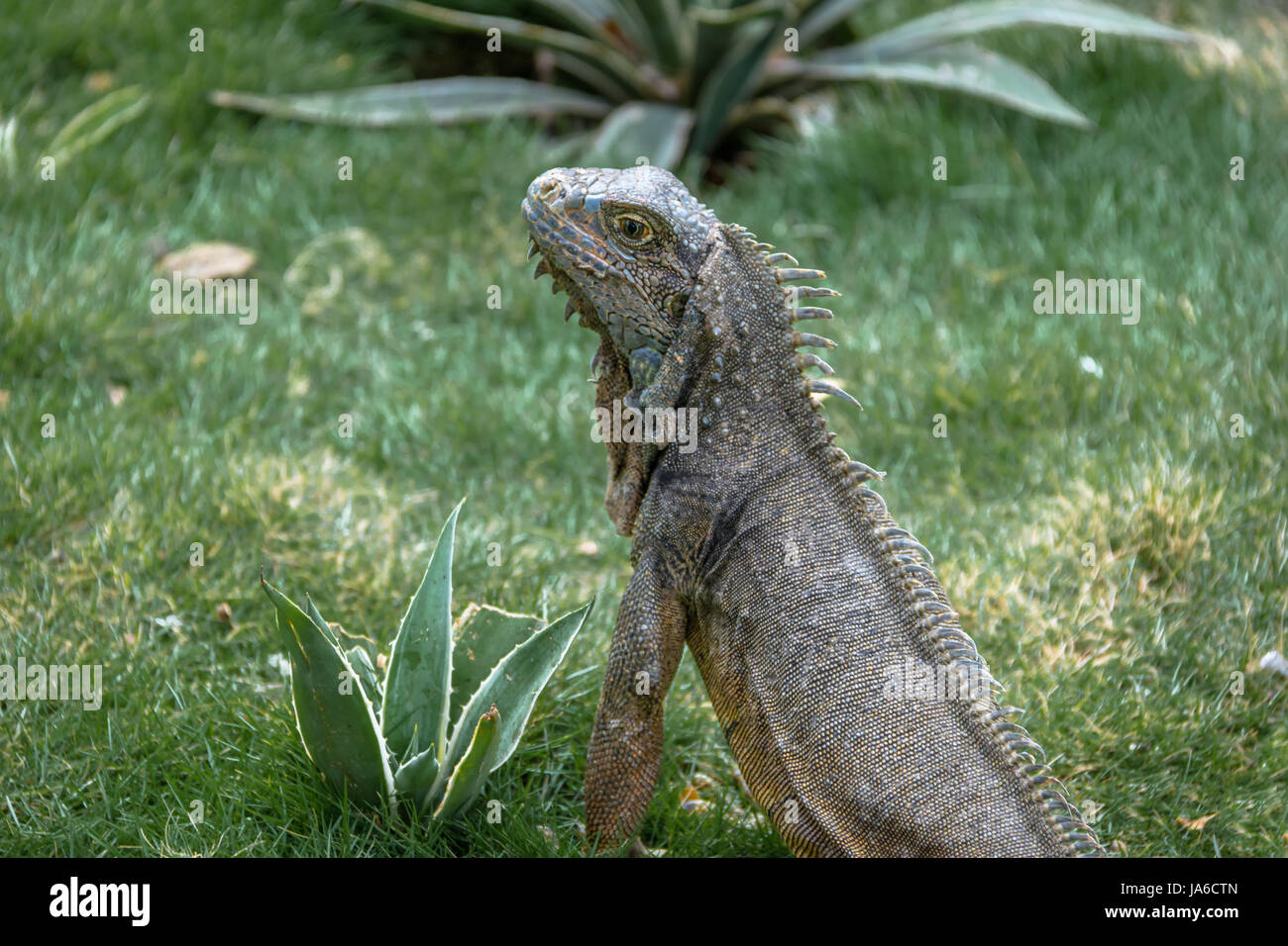 Leguan am Seminario Park (Leguane Park) - Guayaquil, Ecuador Stockfoto