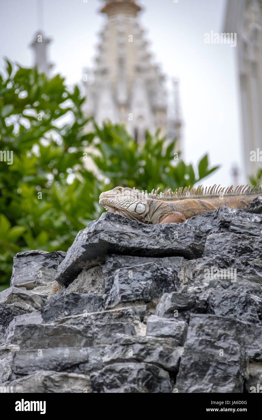 Leguan am Seminario Park (Leguane Park) - Guayaquil, Ecuador Stockfoto