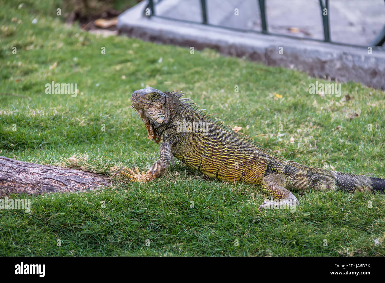 Leguan am Seminario Park (Leguane Park) - Guayaquil, Ecuador Stockfoto