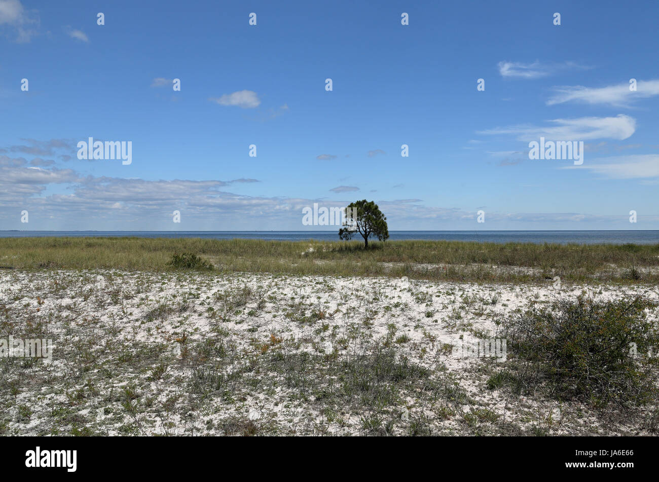 Einsame kleine Kiefer auf einem leeren Grasstrand Stockfoto