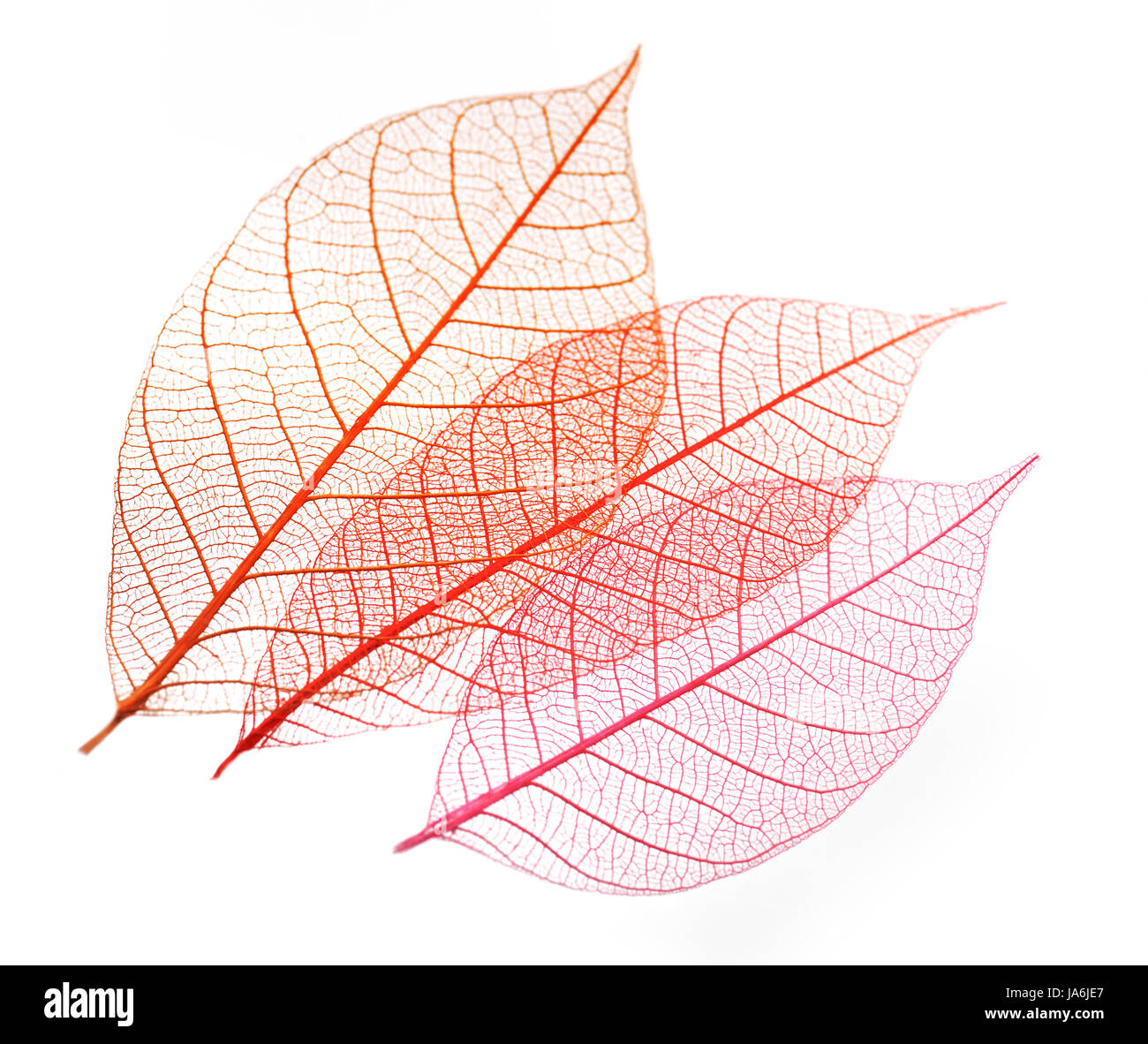 Blätter, Skelett, Grafik, auffällig, bildhafte, transparent, rot, Stockfoto