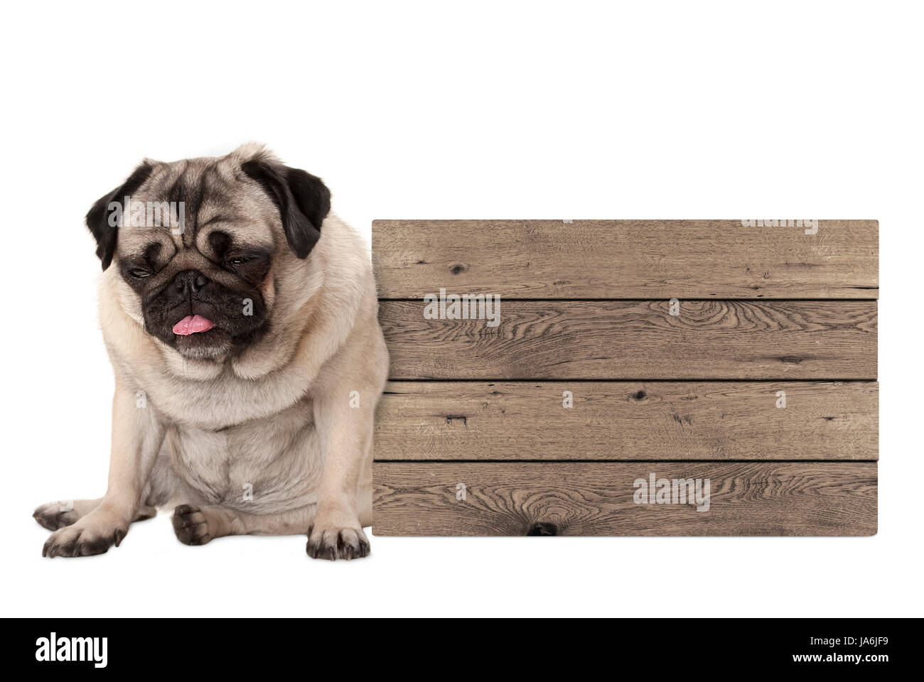 Mops Welpen Hund sitzen neben leeren Holzschild gefüttert, isoliert auf weißem Hintergrund Stockfoto