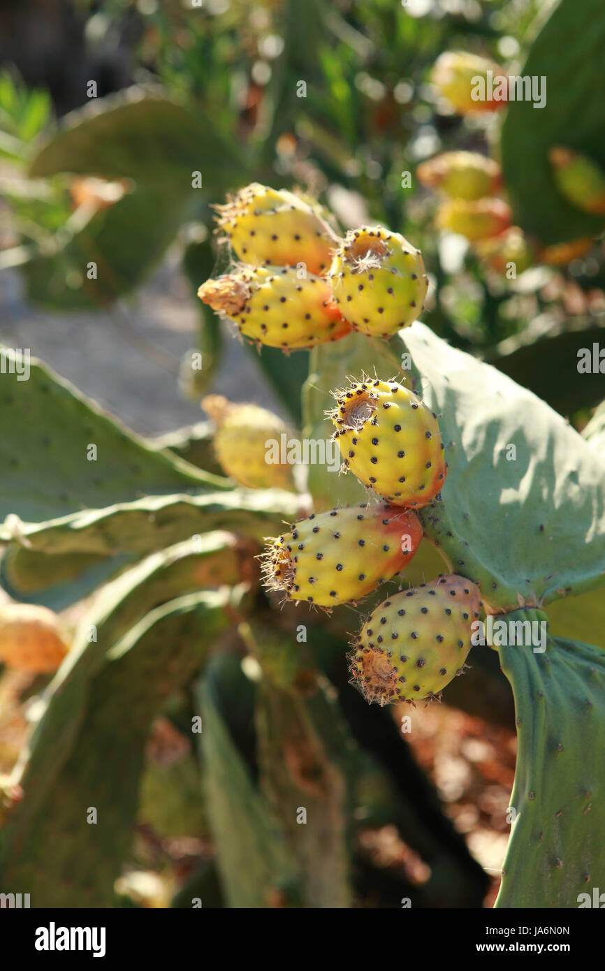 kaktus eis sour green Sour Cactus Ice main image 0