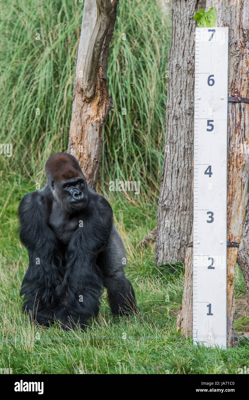 London, Großbritannien. 24 August, 2017. Gorillas Höhe wird überprüft - Die jährliche wiegen - in lebenswichtigen Statistiken Datensätze Tiere im ZSL London Zoo. London, 24. August 2017 Credit: Guy Bell/Alamy leben Nachrichten Stockfoto