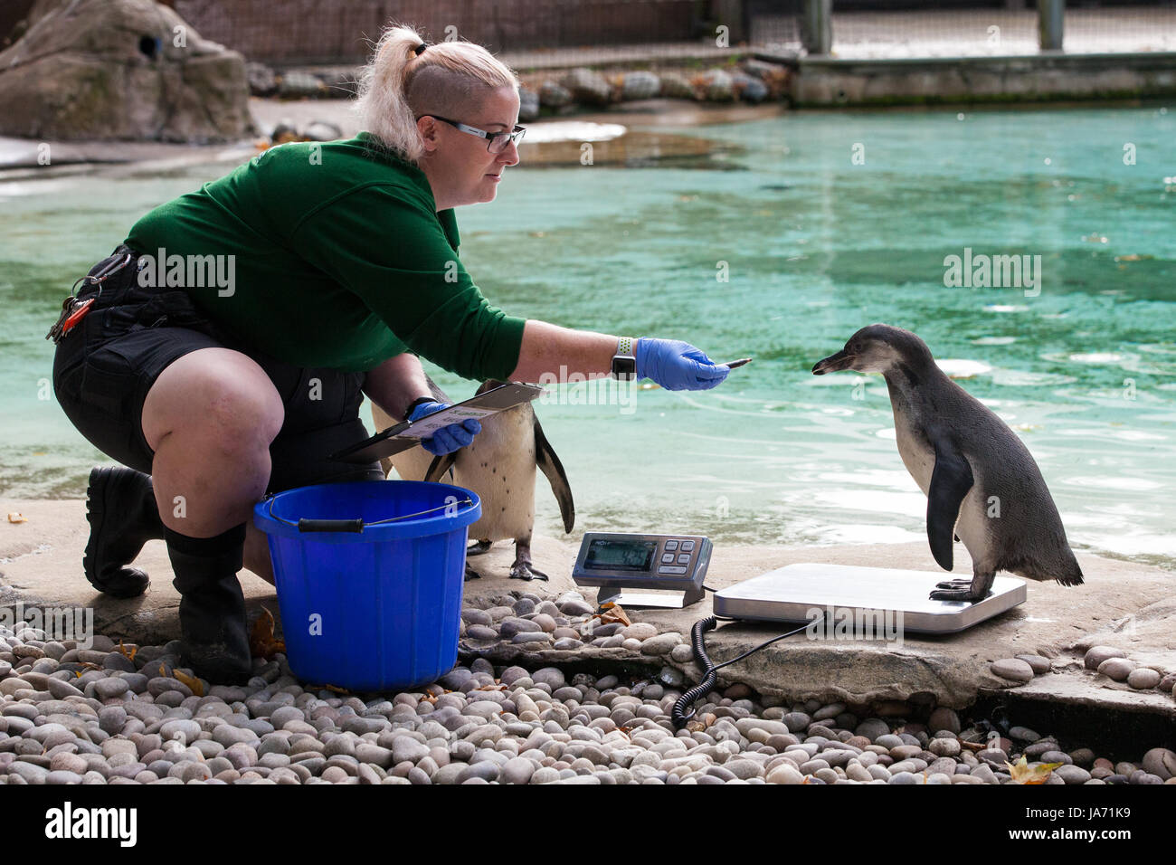 London, Großbritannien. 24 August, 2017. Ein tierpfleger zeichnet die Höhe und Gewicht von Pinguin am ZSL London Zoo als Teil des Zoo jährliche wiegen. Daten für mehr als 700 verschiedene Arten wird aufgezeichnet, während der als Teil eines Prozesses der ihr Wohlbefinden Überwachung wiegen und dann mit anderen Zoos auf der ganzen Welt mit dem Zoologischen Information Management System (zims) geteilt. Stockfoto