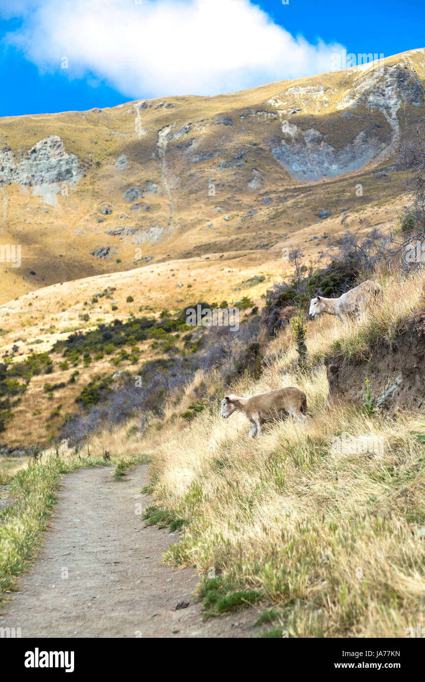 Zwei Schafe auf einem Berg in Roys Peak, Otago, Südinsel, Neuseeland Stockfoto