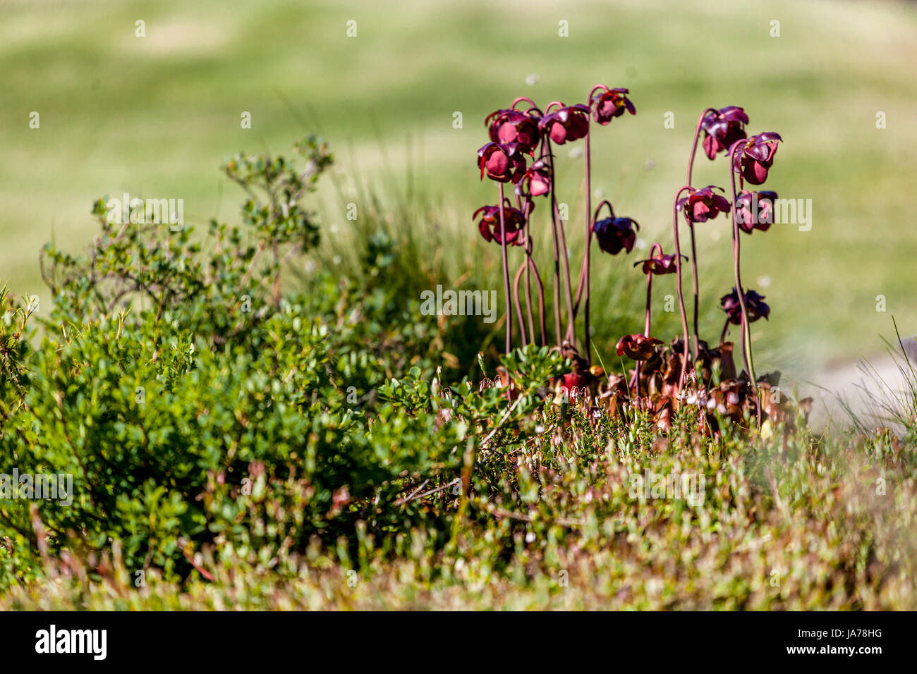 Sarracenia purpurea, Purple Krug Pflanze, nördlichen Krug Pflanze, oder Seite-Sattel Blume, ist eine fleischfressende Pflanze Torfmoor Blumen Stockfoto