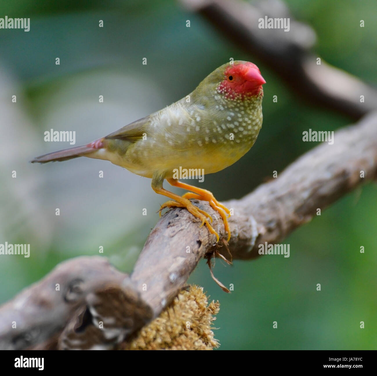 Tier, Vogel, Zweig, Tierwelt, rot, Natur, Nahaufnahme, Tier, Vogel, Zweig, Stockfoto