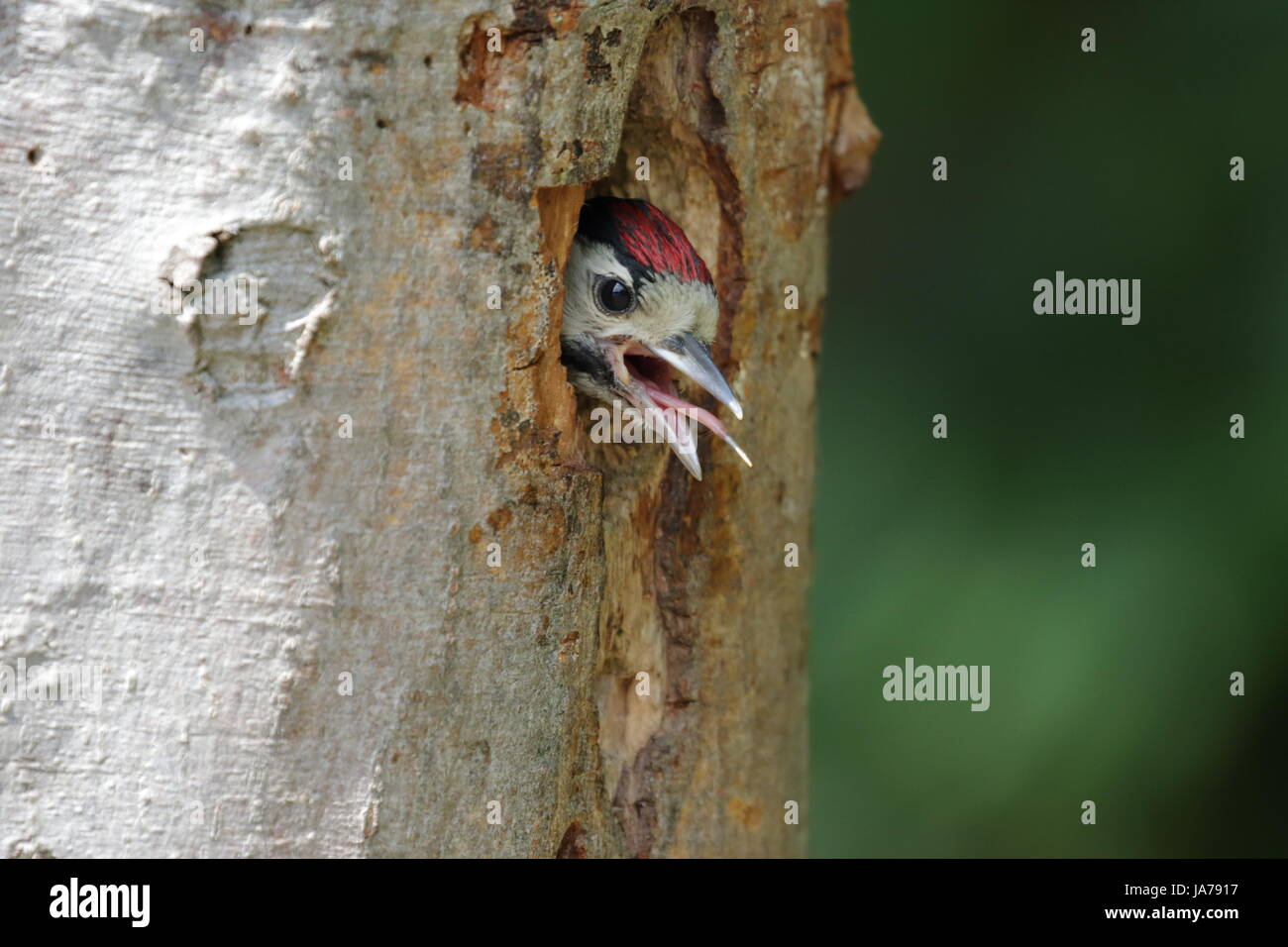 Buntspecht Küken mit Kopf aus dem Nest wartet auf Essen Stockfoto