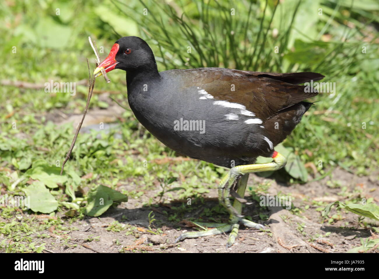 Teichhuhn sammeln Nistmaterial auf Boden Stockfoto