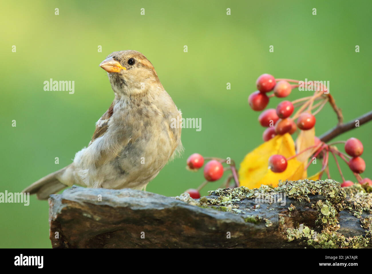 Ein Englisch-Sparrow wegsehen von Beeren im Herbst in Wisconsin. Stockfoto