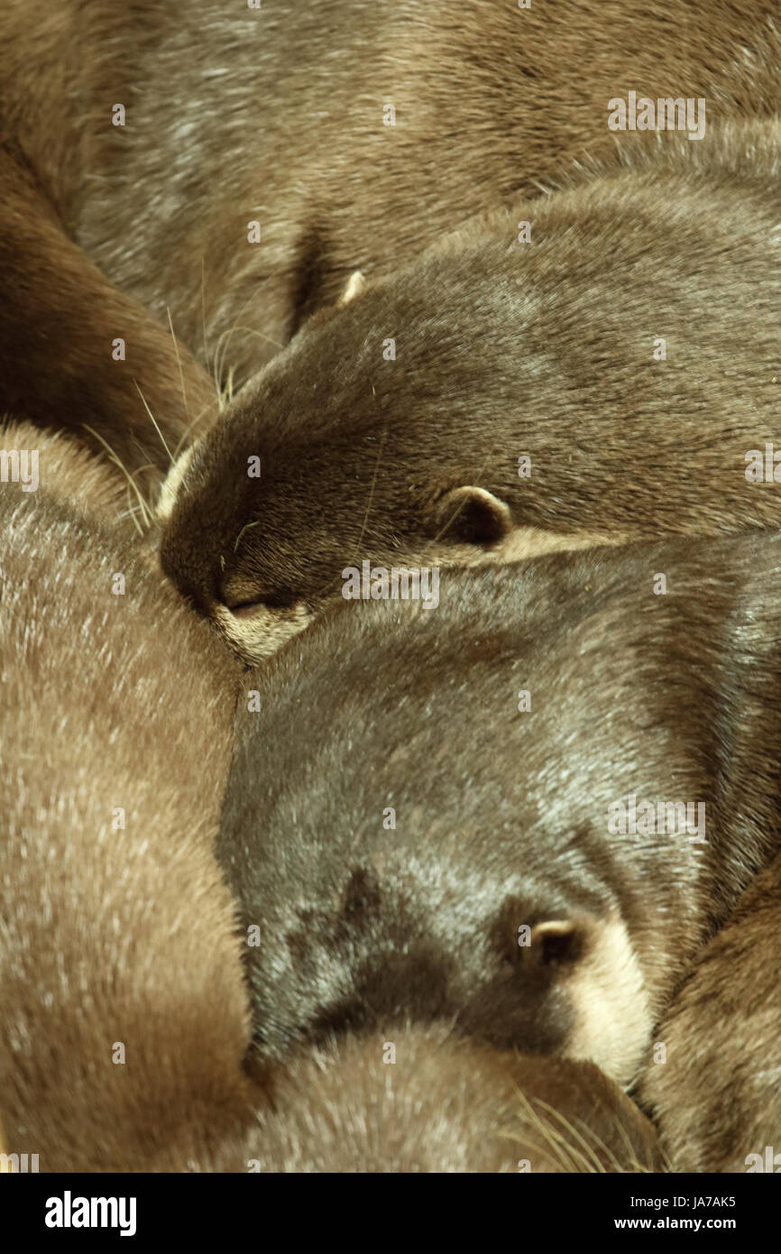 Eine Gruppe von asiatischen Clawless Otter schlafend auf einem Haufen. Stockfoto